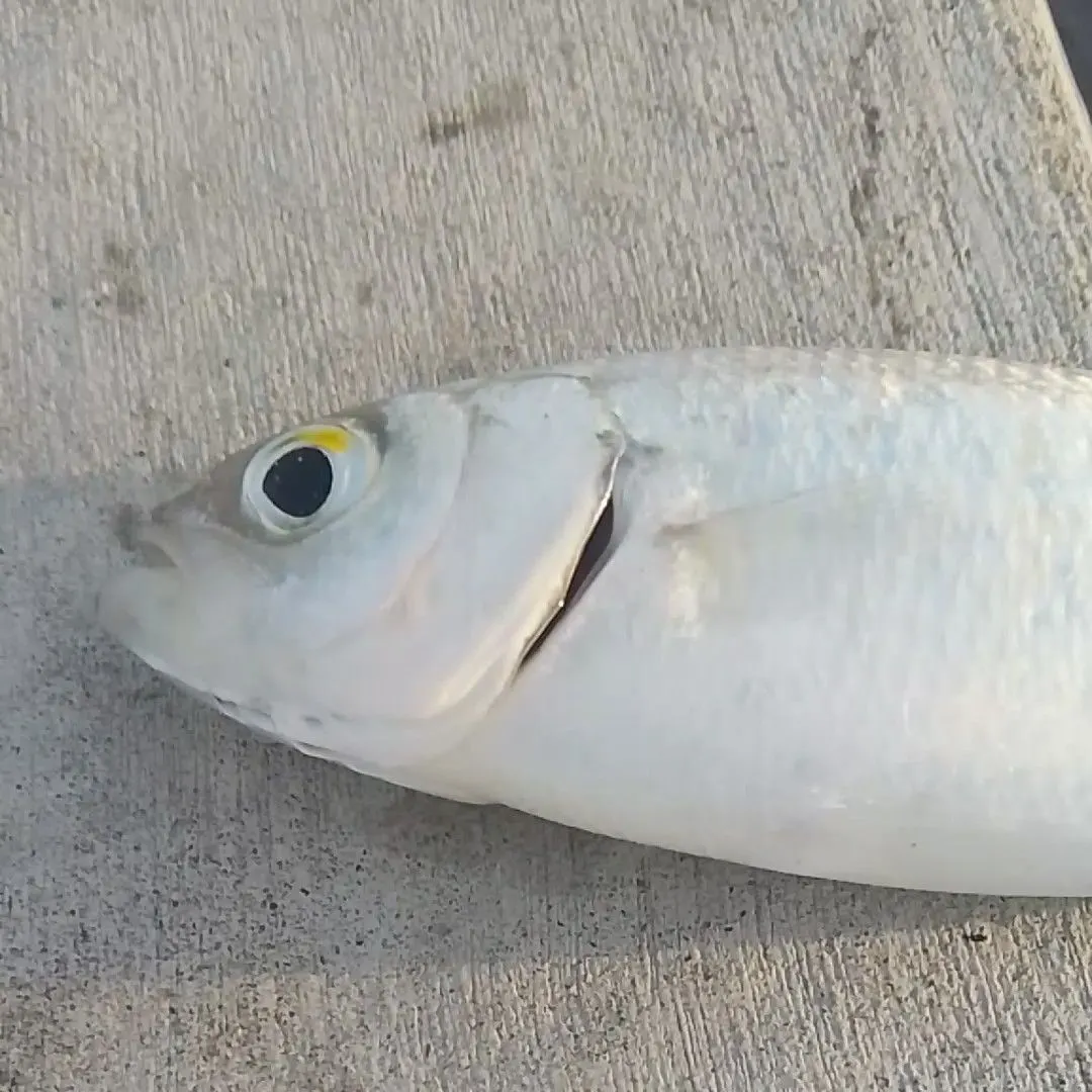 The most recent Atlantic herring catches on Fishbrain