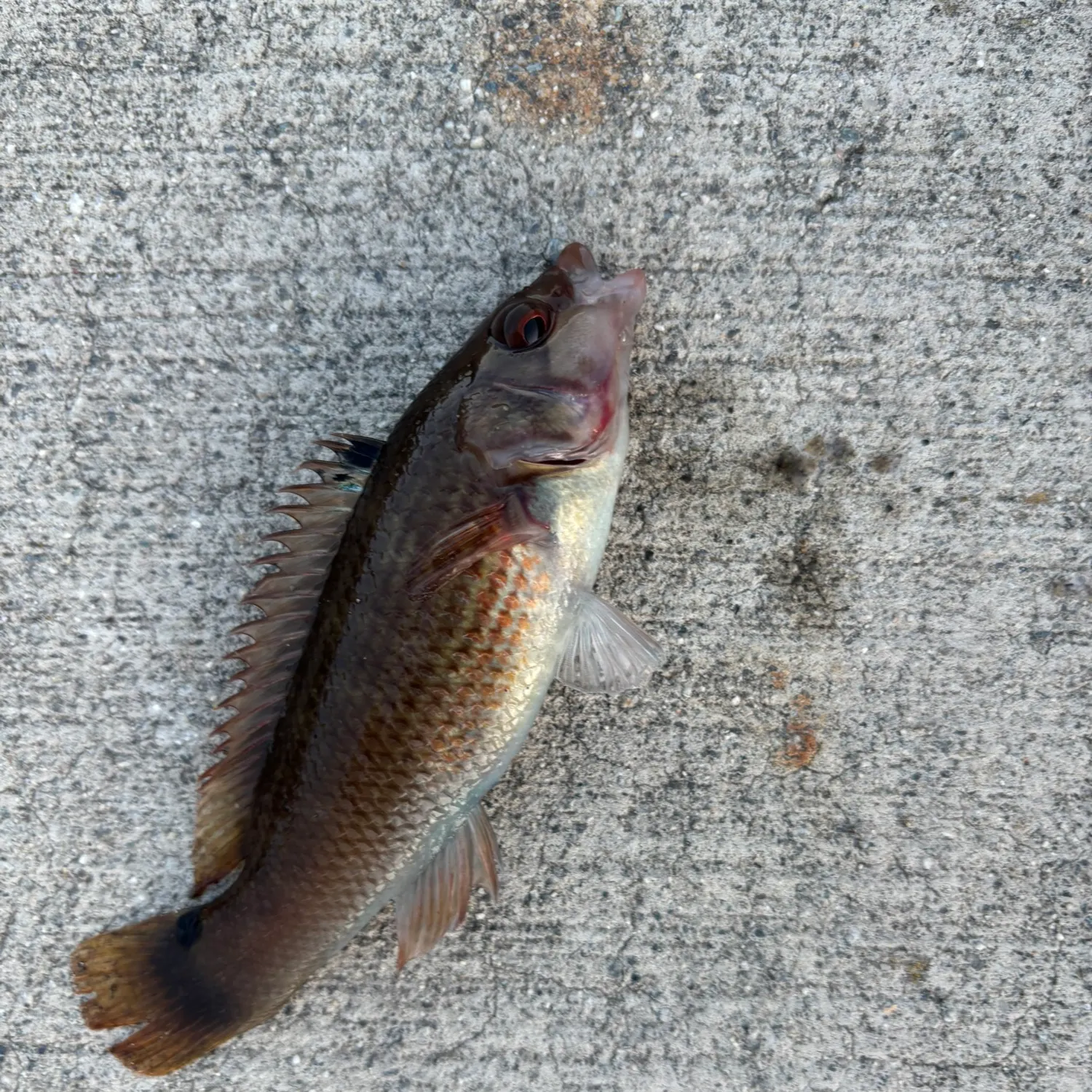 Ballan wrasse caught on Fishbrain