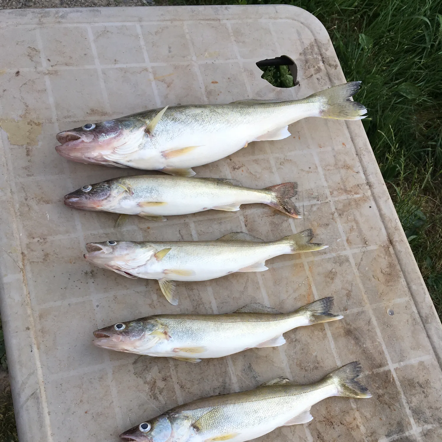 recently logged catches