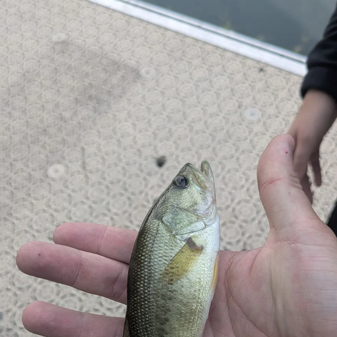 Smallmouth bass caught on Fishbrain