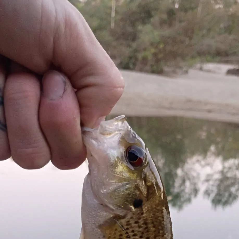 Rock bass caught on Fishbrain