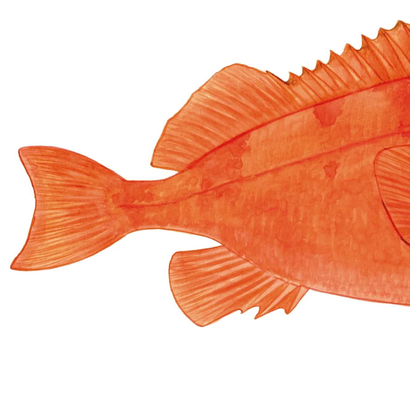 The most recent Acadian Redfish catches on Fishbrain