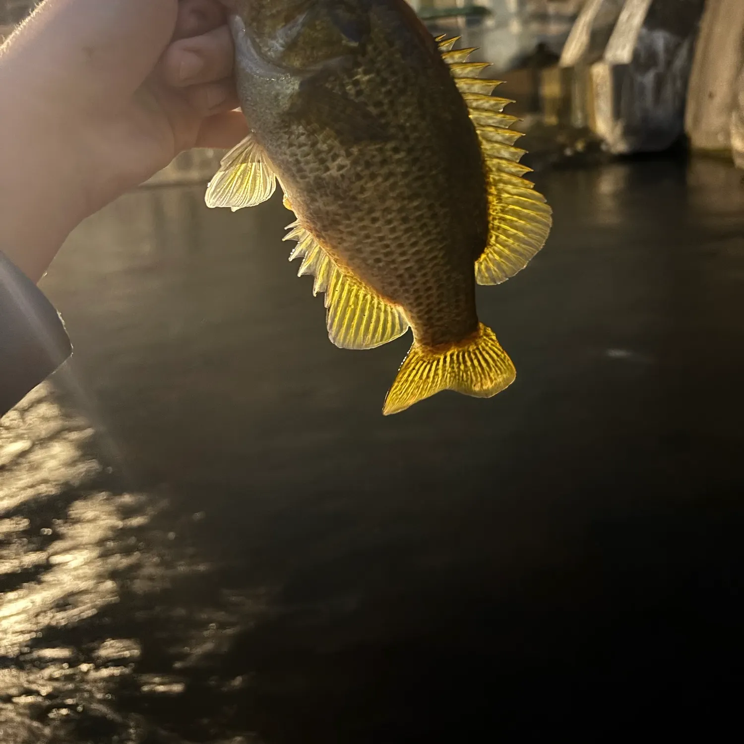 Rock bass caught on Fishbrain