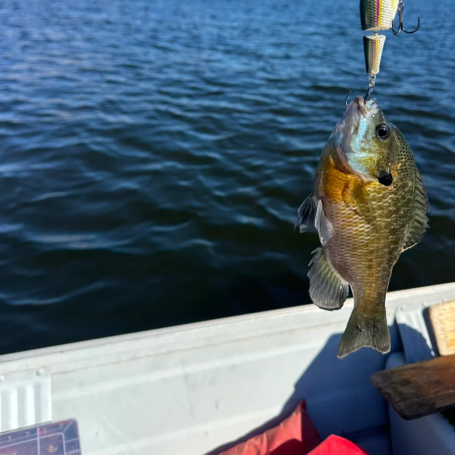 Bluegill caught on Fishbrain