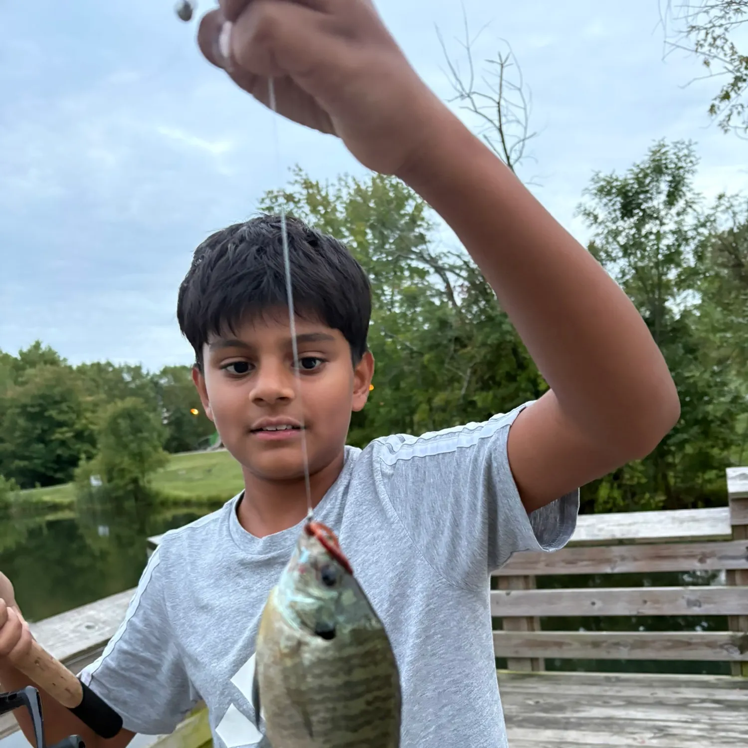 Bluegill caught on Fishbrain