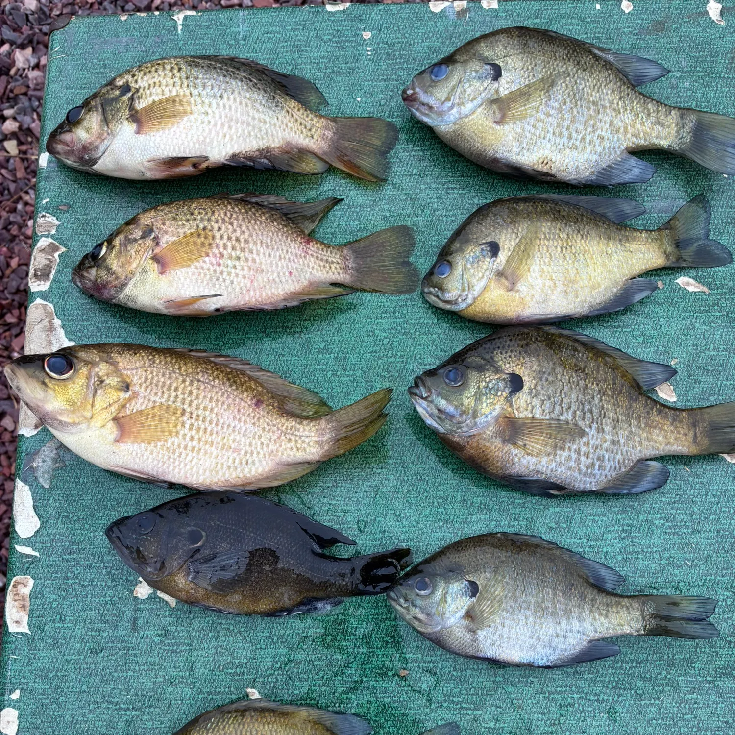 recently logged catches