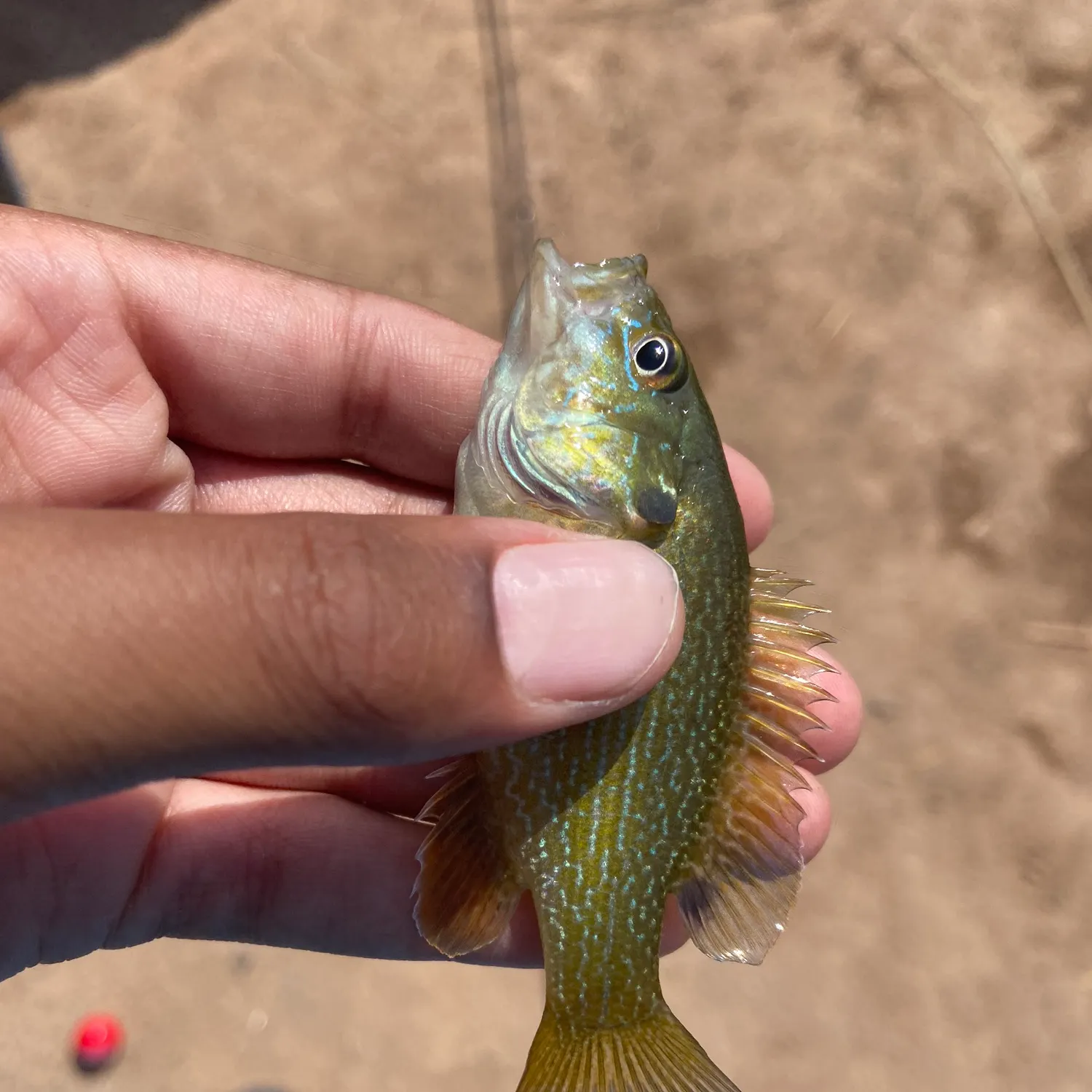 The most recent Green sunfish catches on Fishbrain
