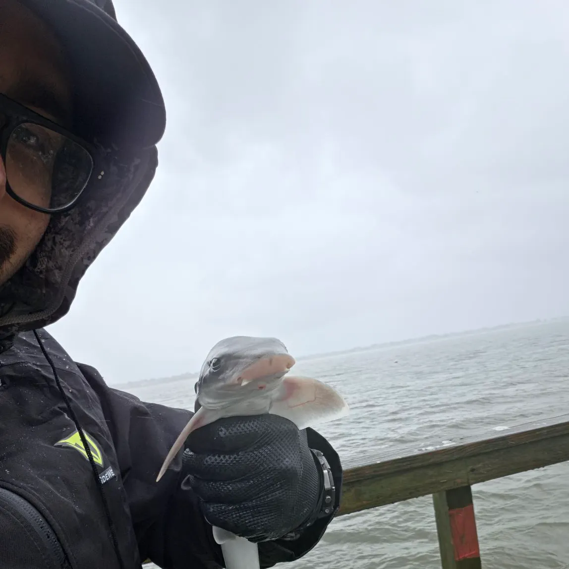 Dusky smooth-hound caught on Fishbrain