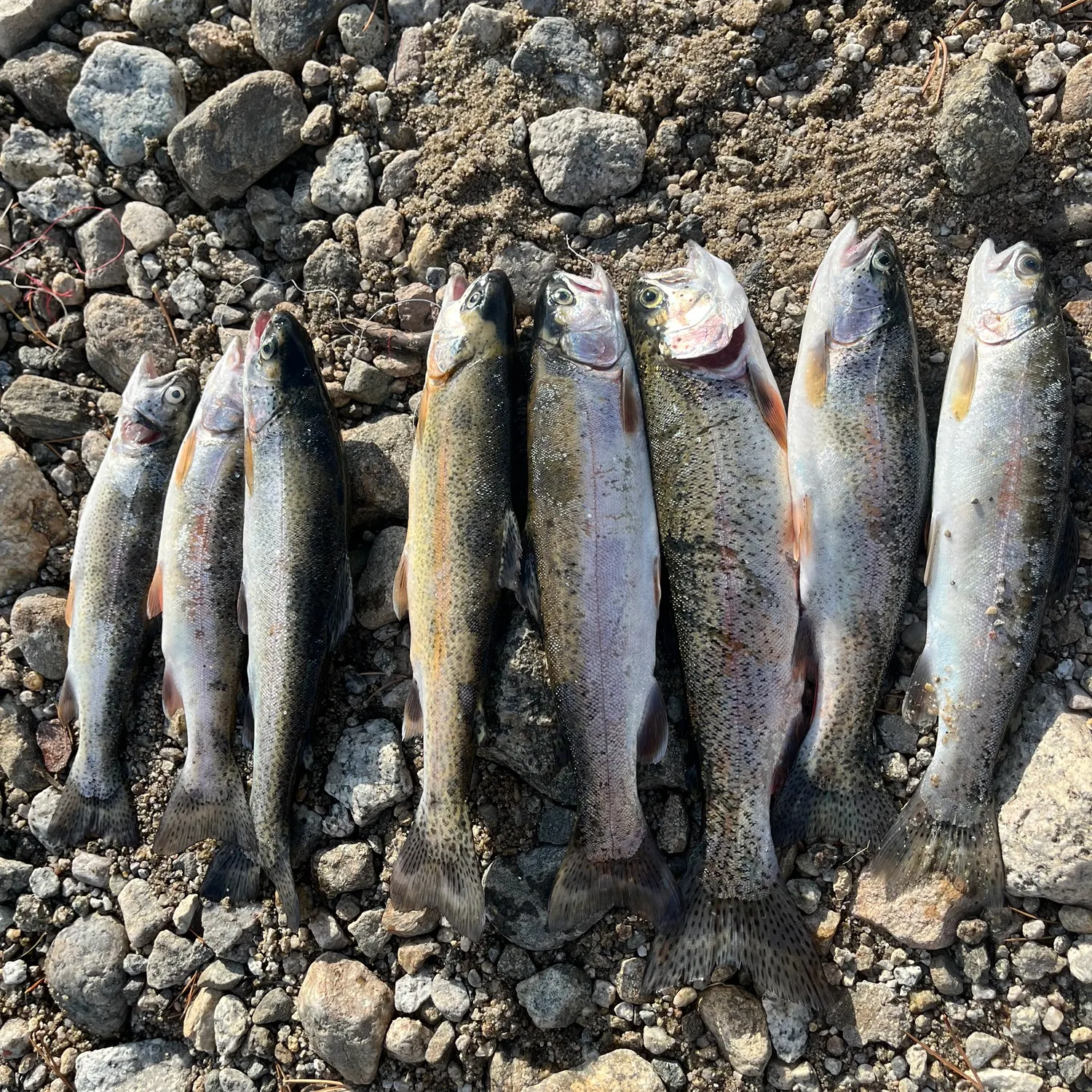 recently logged catches