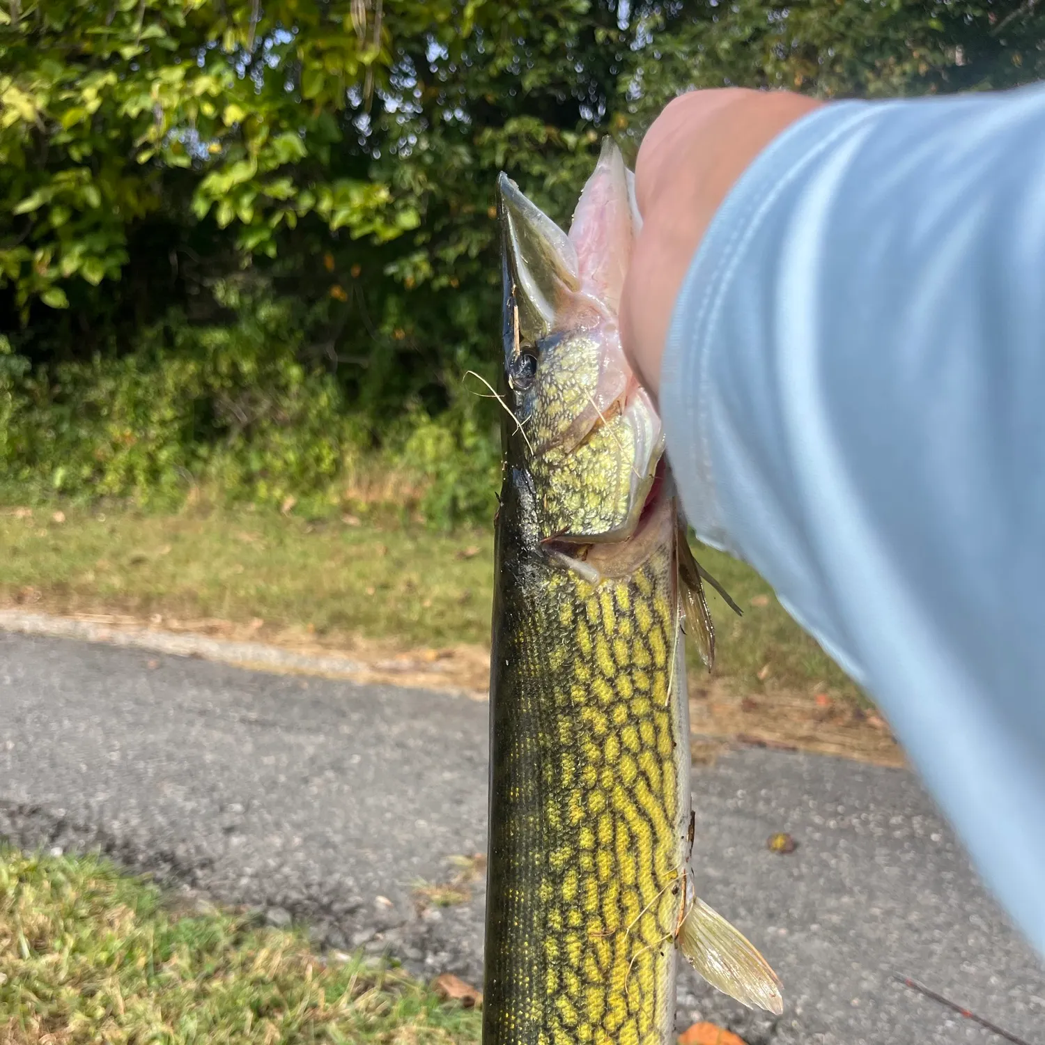 Chain pickerel caught on Fishbrain