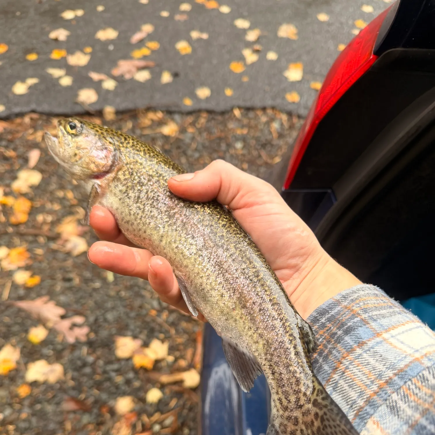 Rainbow trout caught on Fishbrain