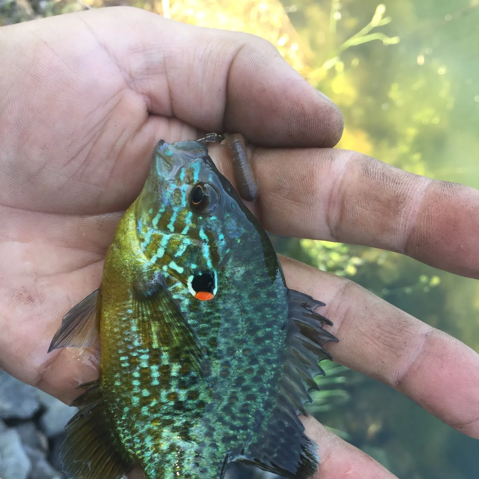The most recent Pumpkinseed catches on Fishbrain