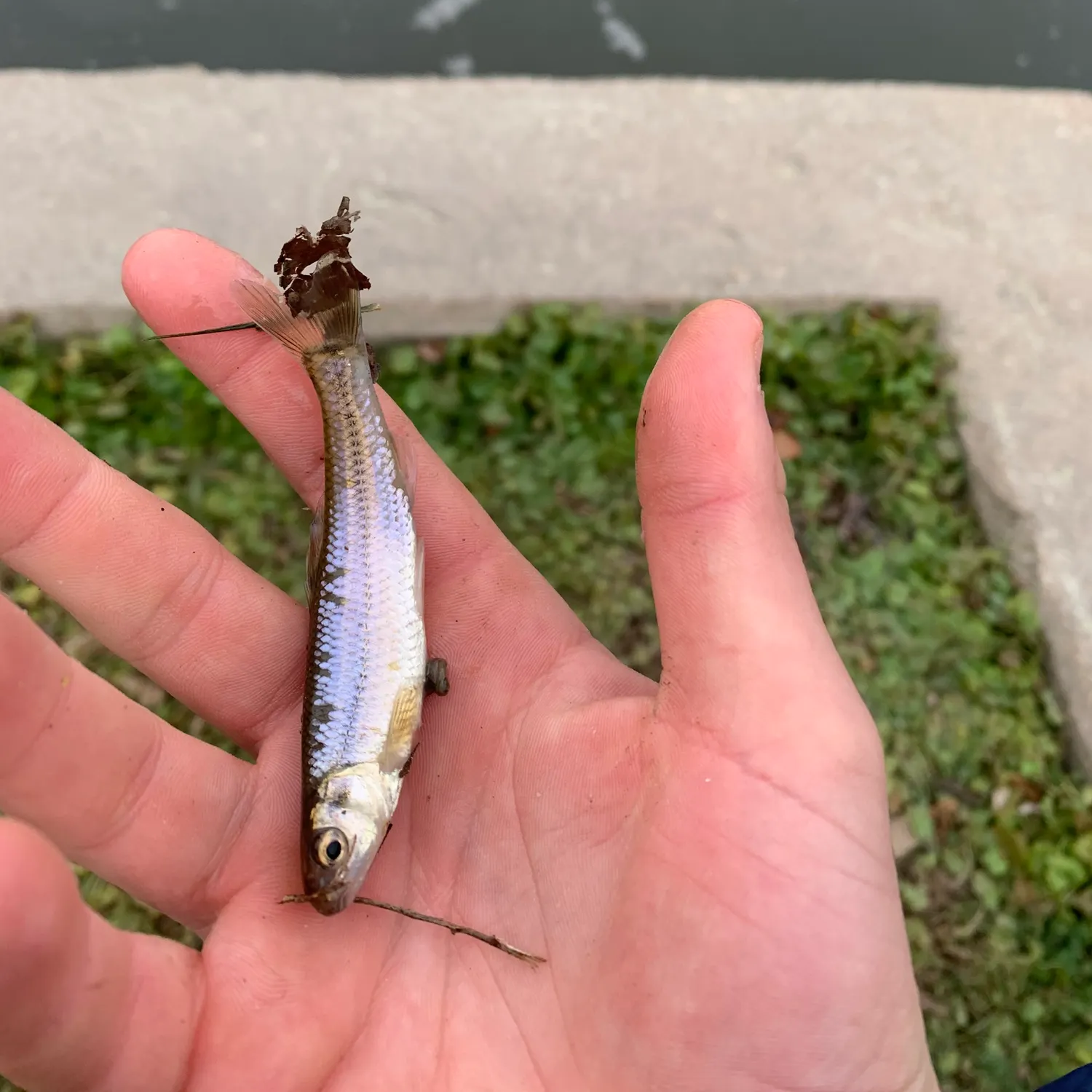 The most recent Bluntnose minnow catches on Fishbrain