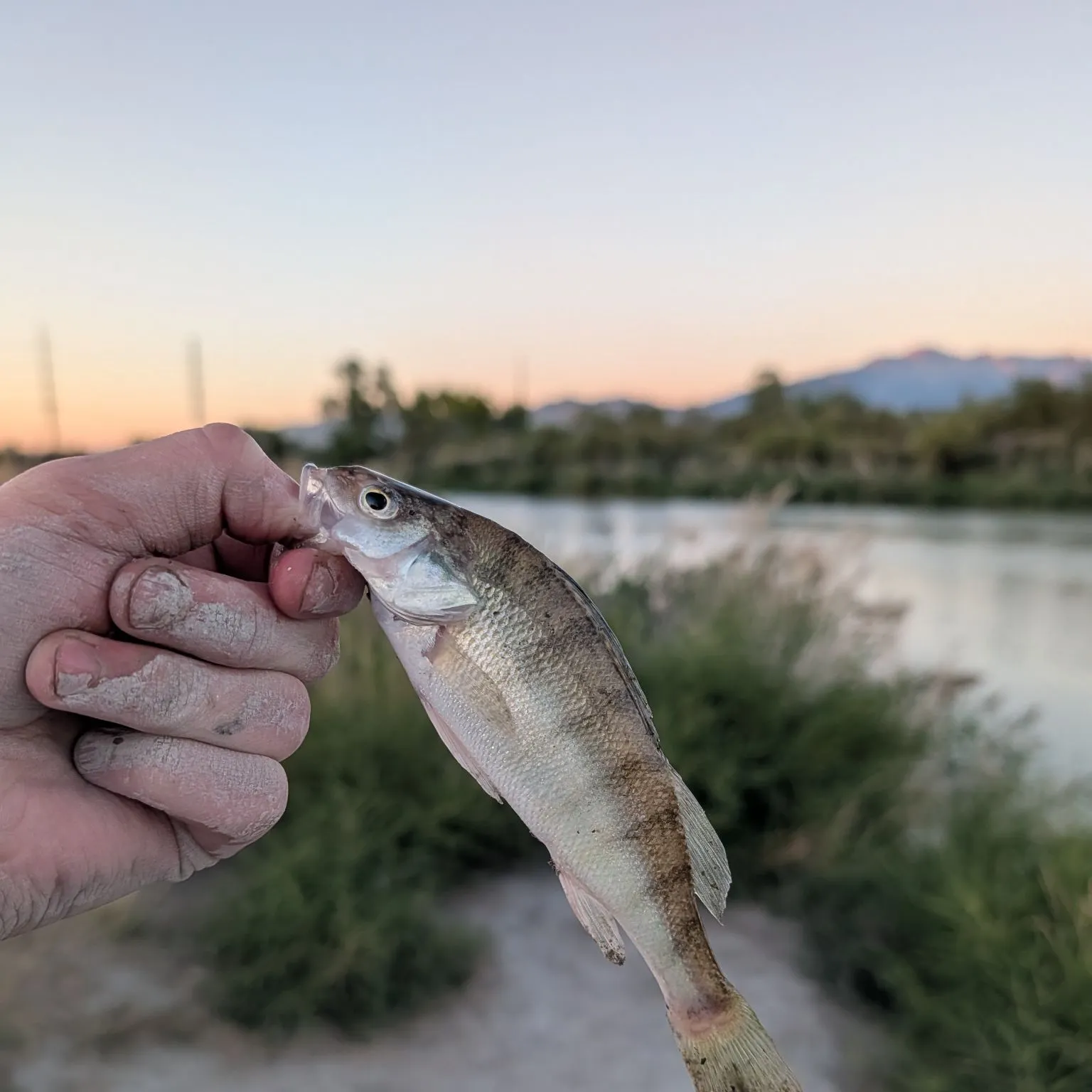 Yellow perch caught on Fishbrain