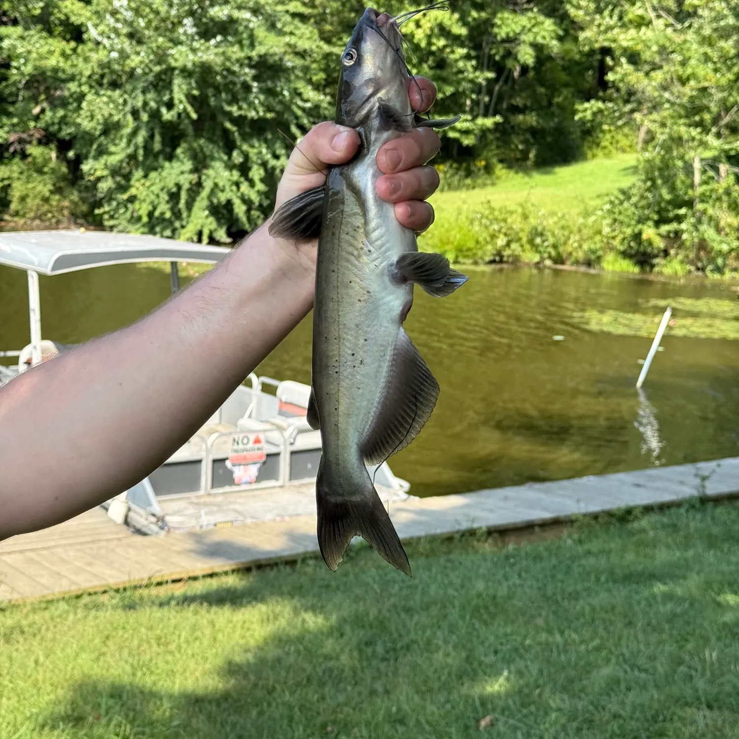 Channel catfish caught on Fishbrain