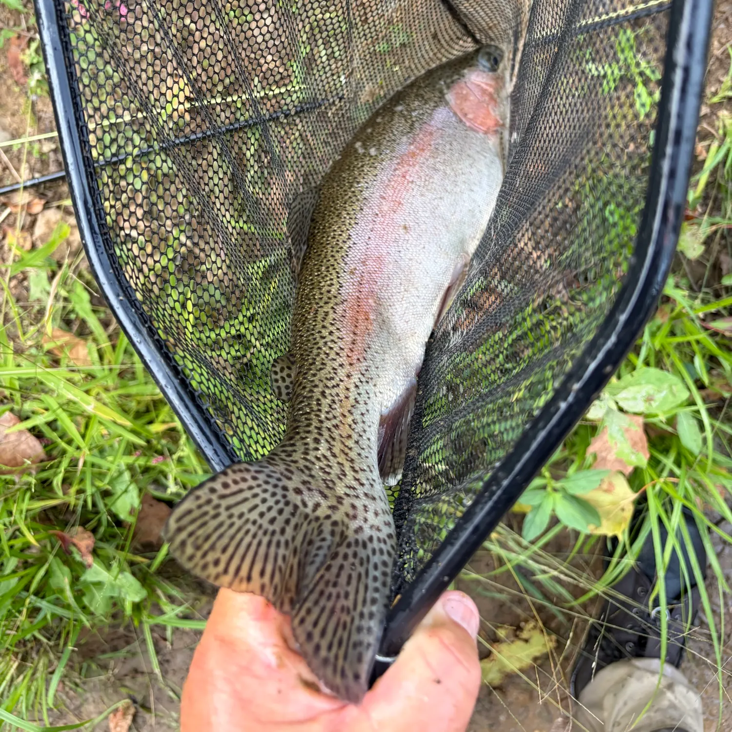 Rainbow trout caught on Fishbrain