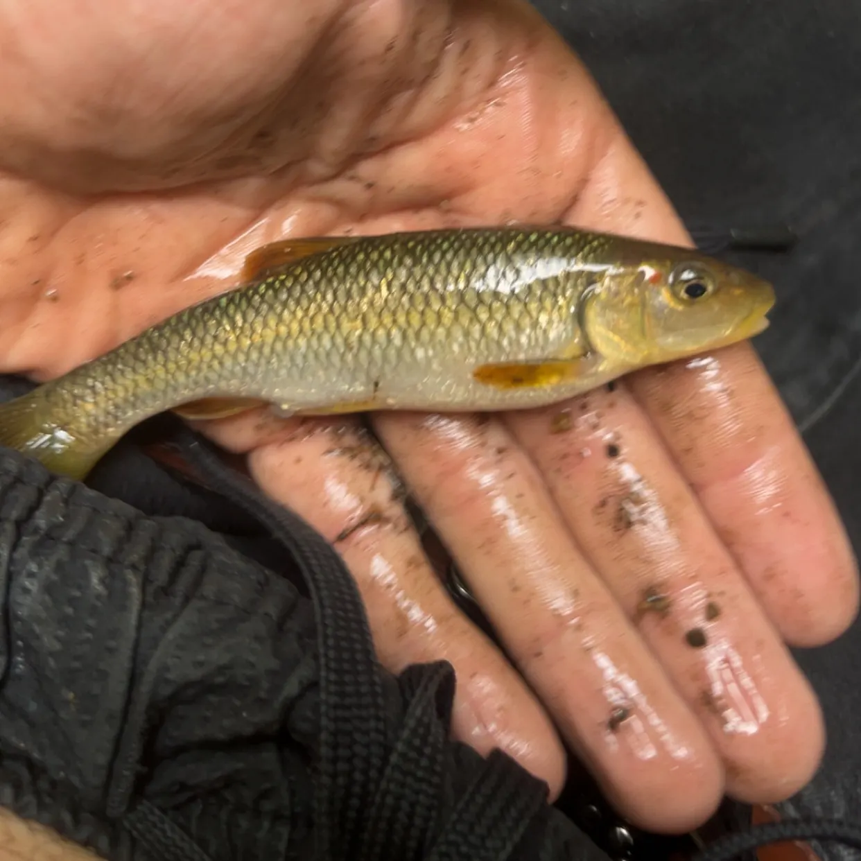 The most recent Redspot chub catches on Fishbrain