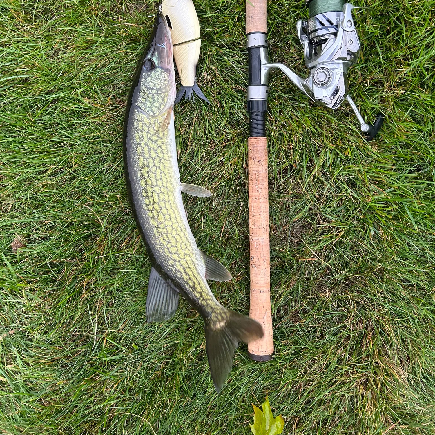 Pumpkinseed caught on Fishbrain
