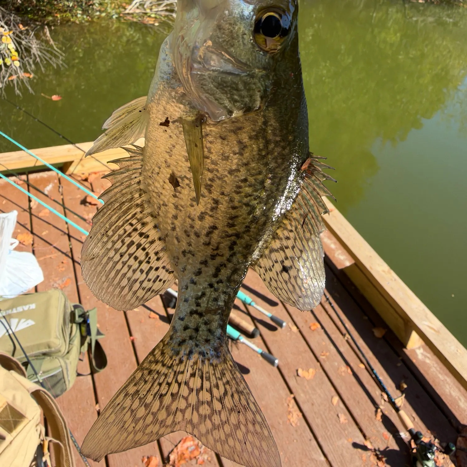 White crappie caught on Fishbrain