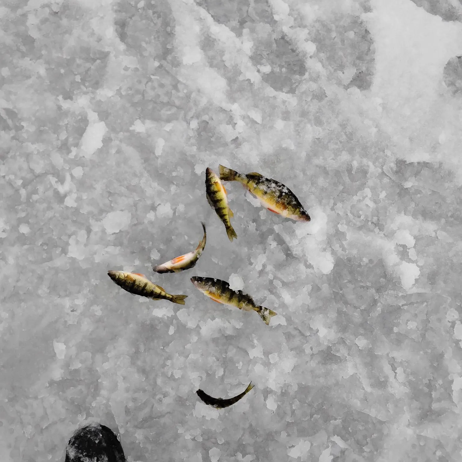 Yellow perch caught on Fishbrain
