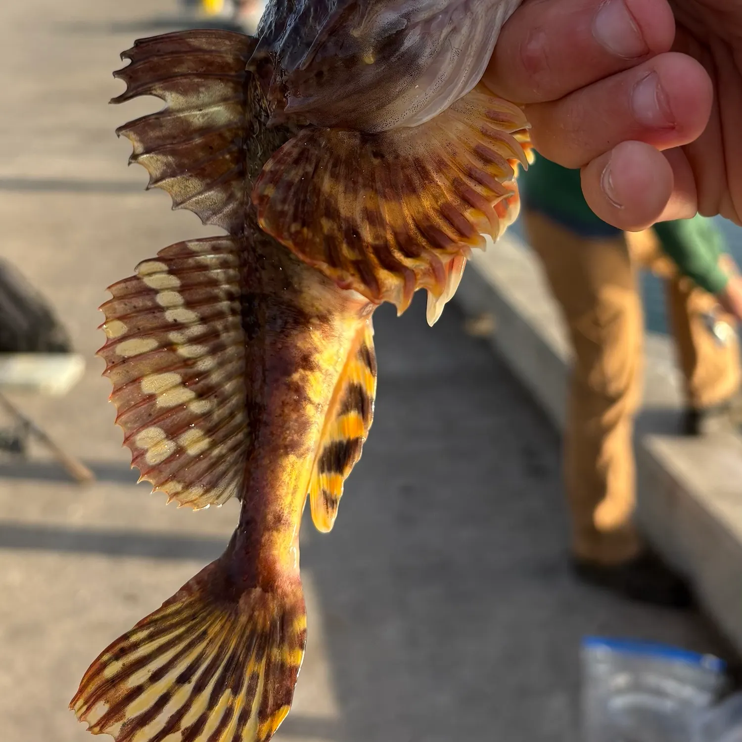Shorthorn sculpin caught on Fishbrain