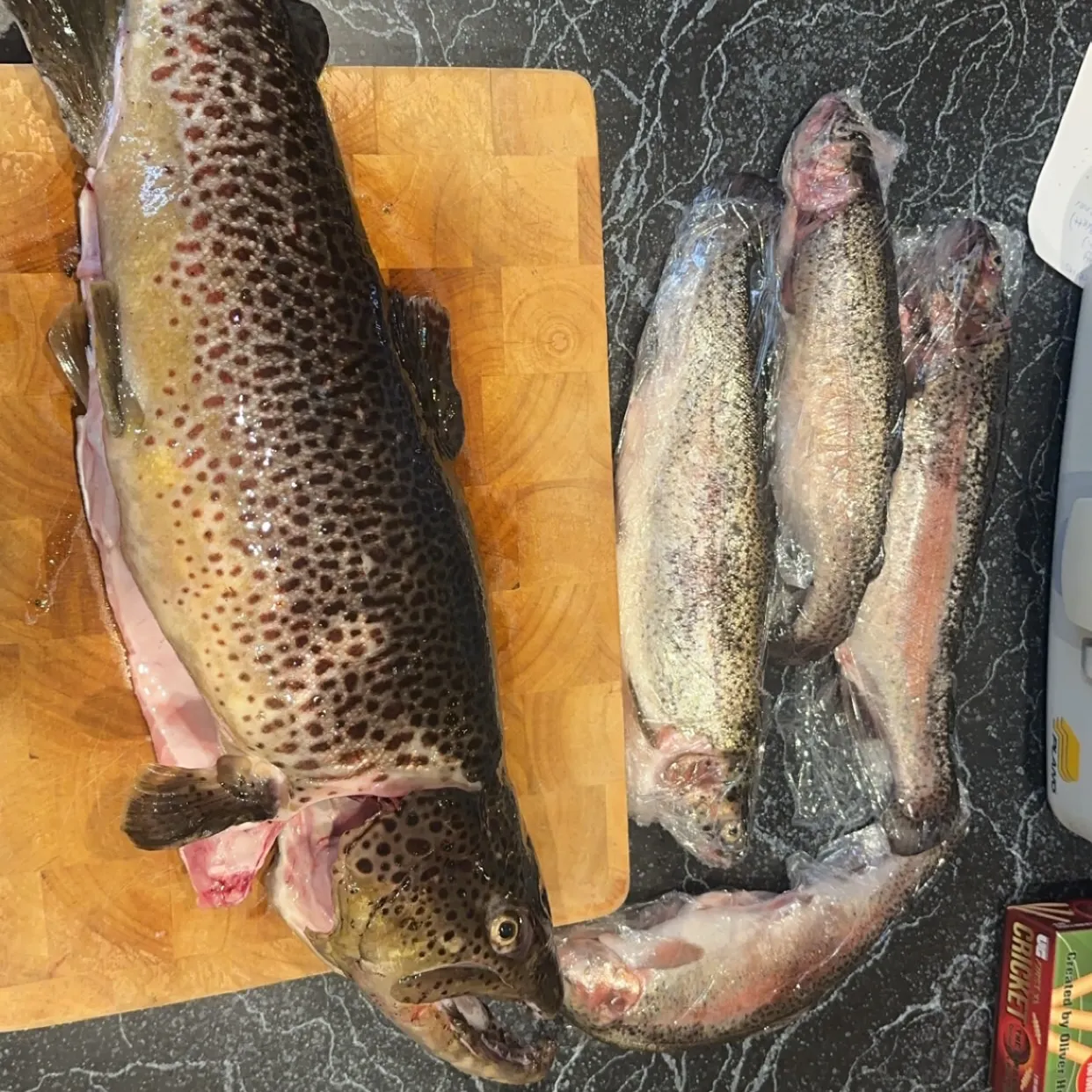 recently logged catches