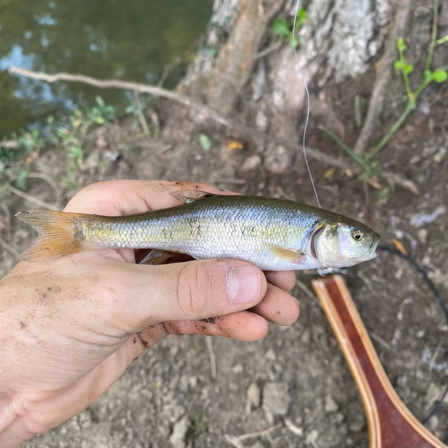 Creek chub caught on Fishbrain