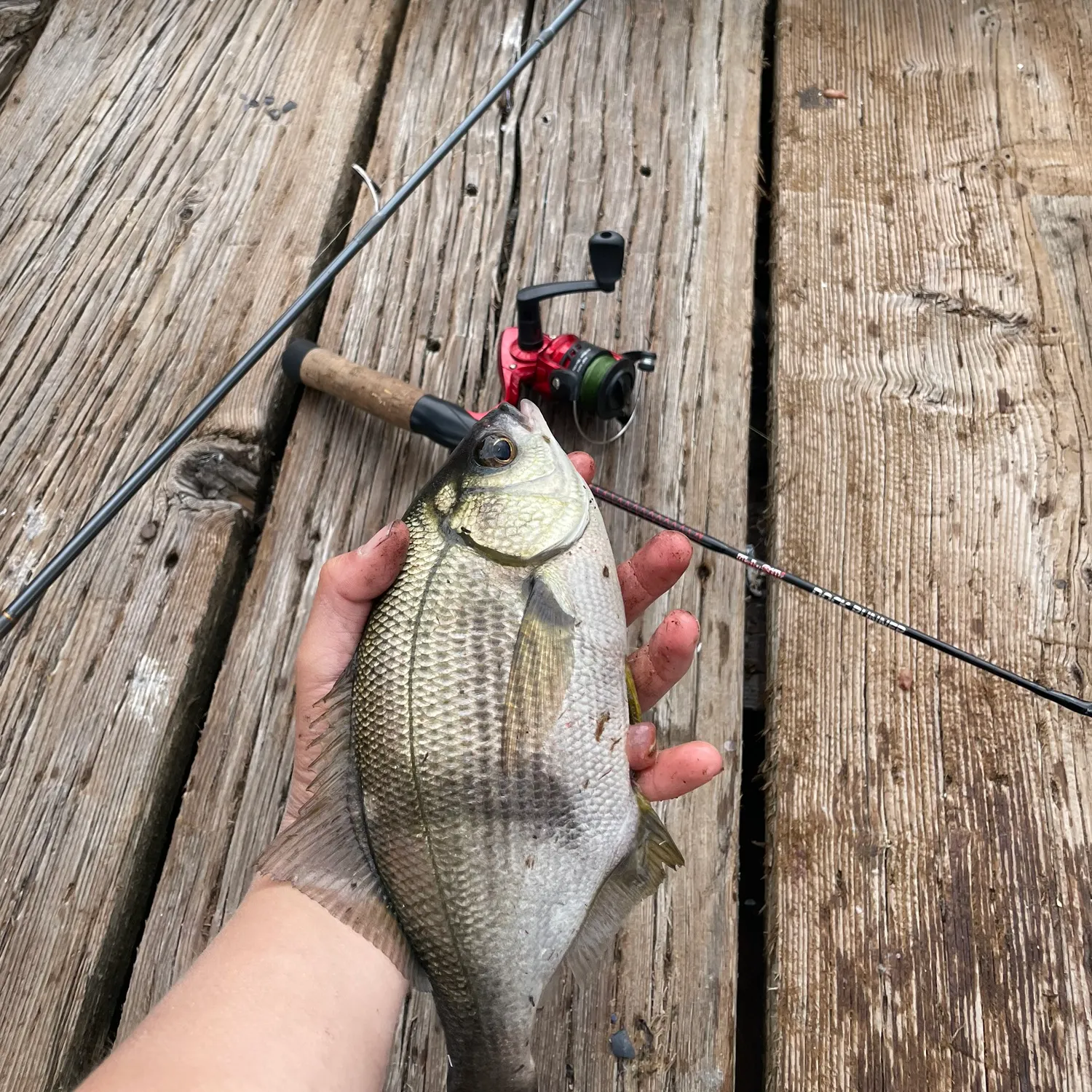 The most recent Pile perch catches on Fishbrain