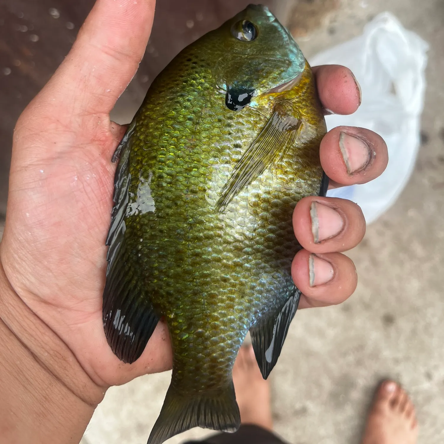 recently logged catches