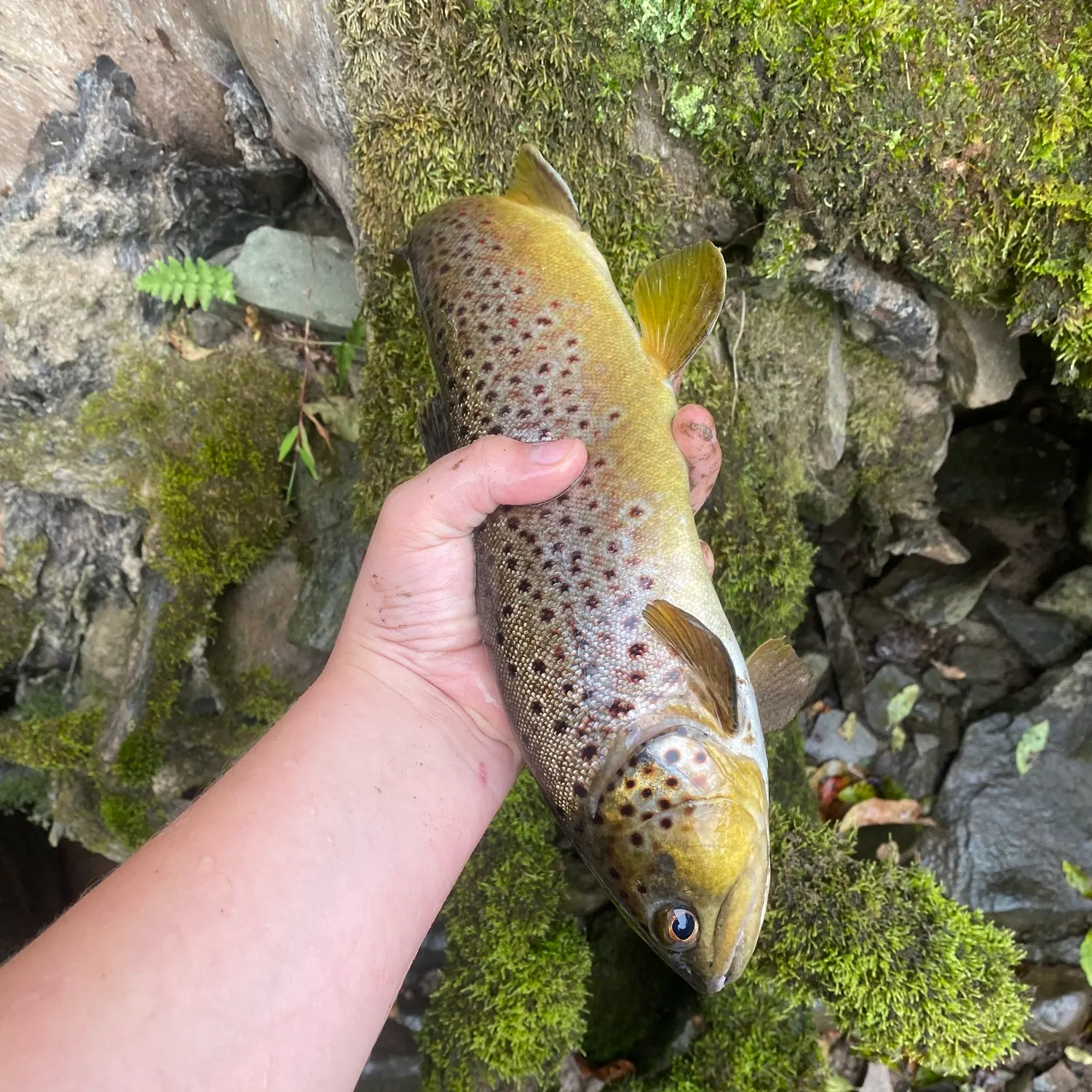 Brown trout caught on Fishbrain