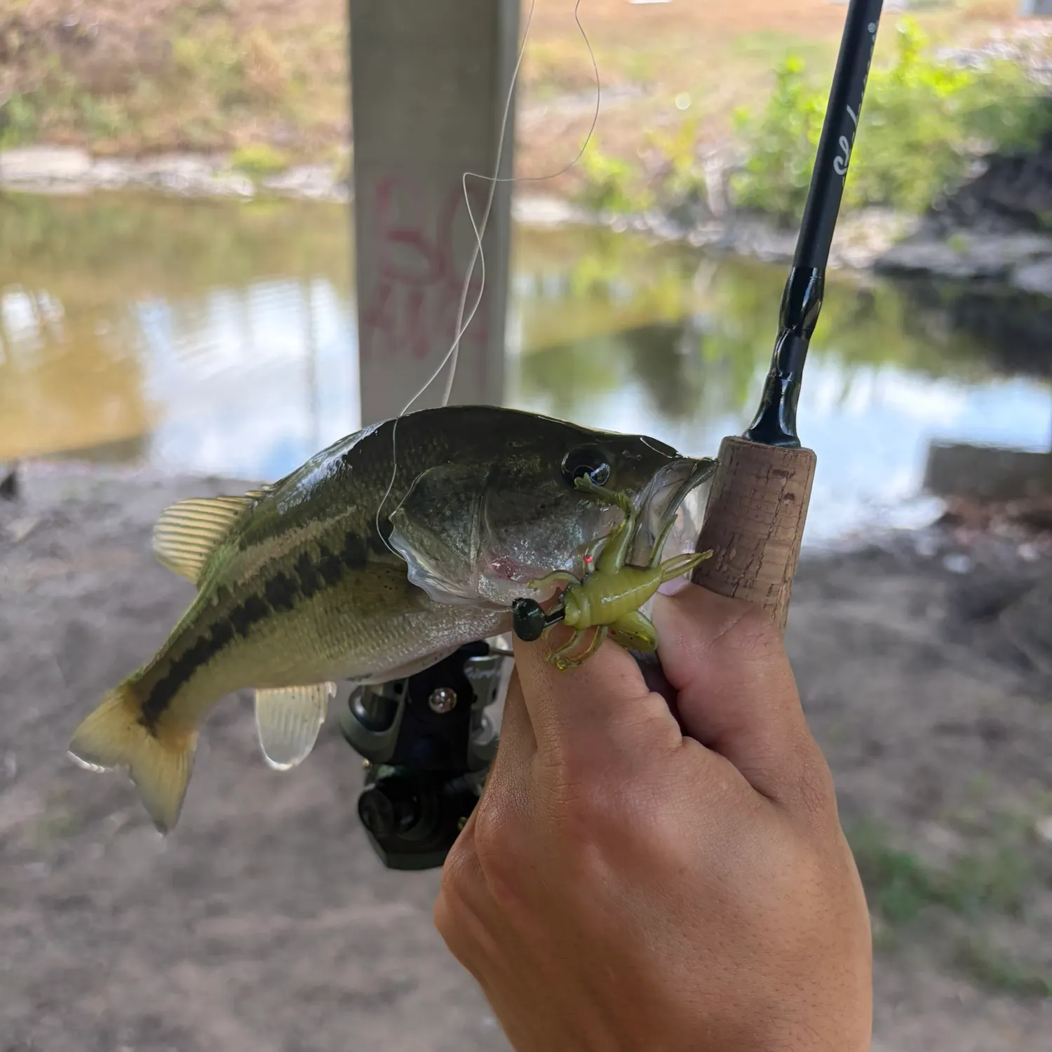 Spotted bass caught on Fishbrain