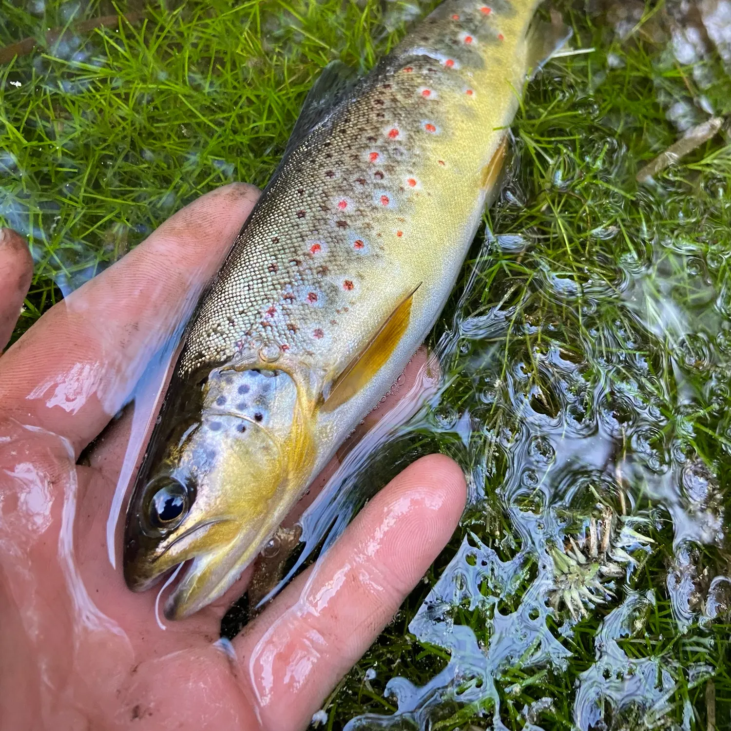 Brown trout caught on Fishbrain