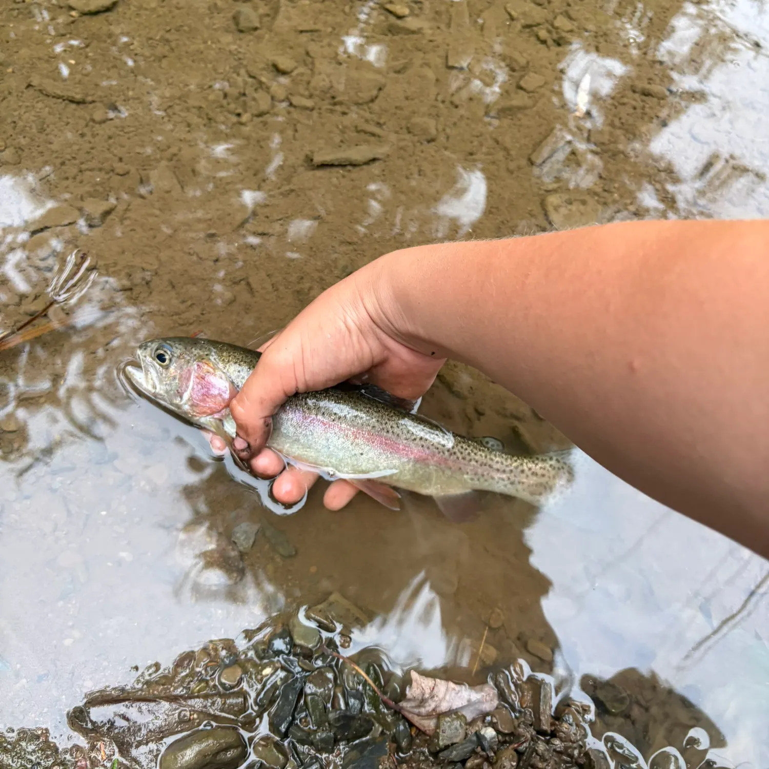 Rainbow trout caught on Fishbrain