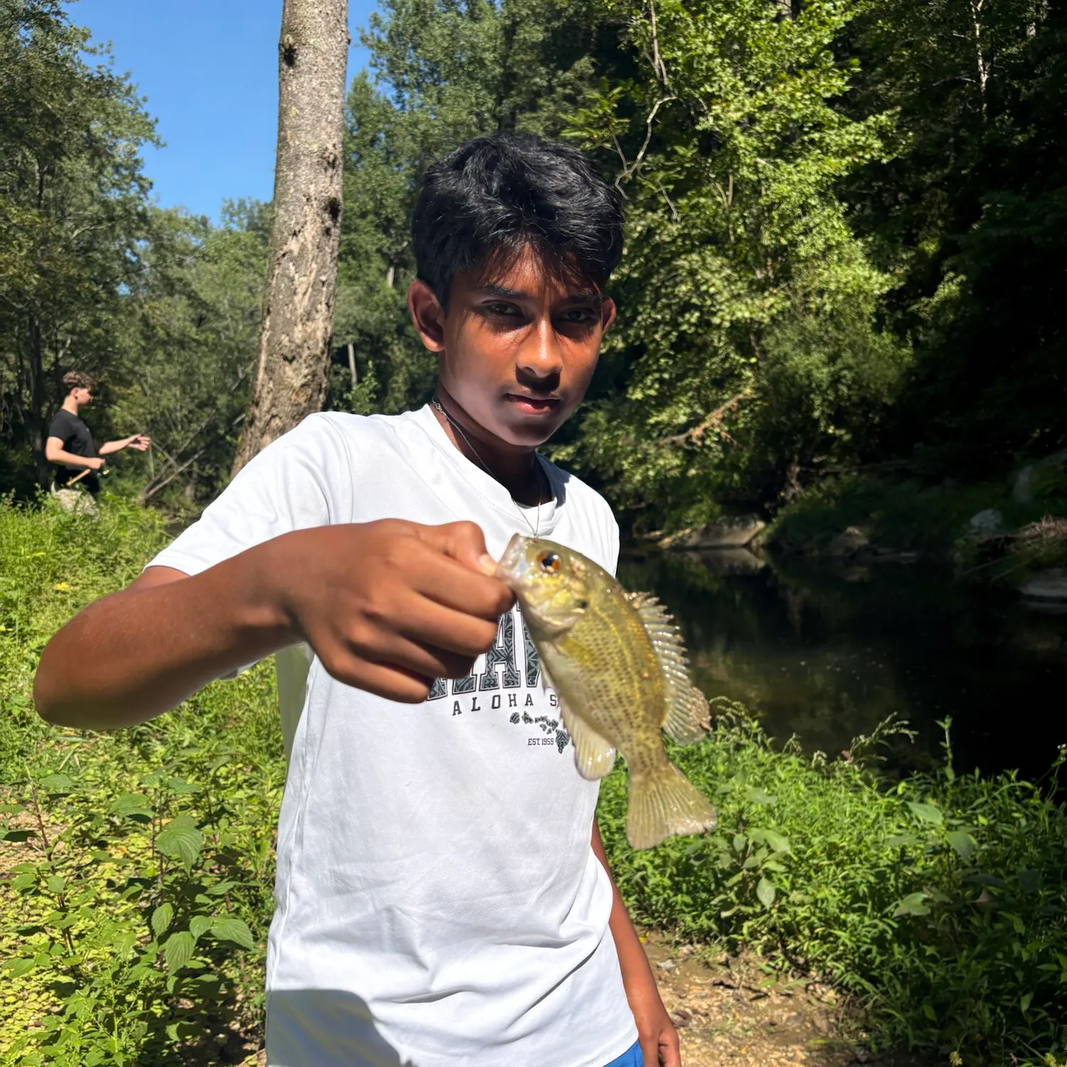 Rock bass caught on Fishbrain