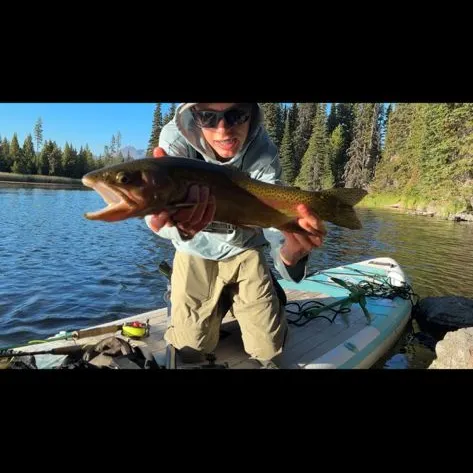 Rainbow trout caught on Fishbrain