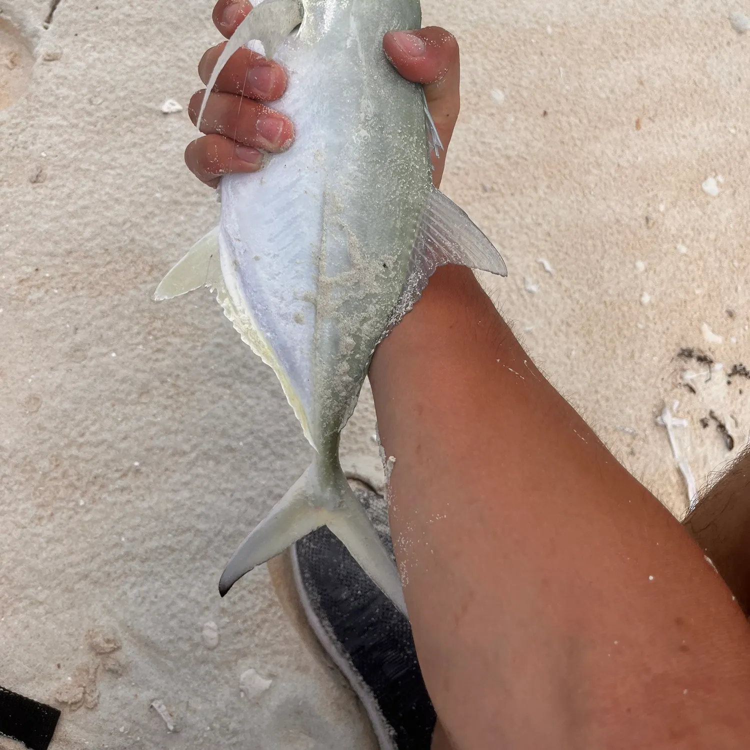 The most recent Blue runner catches on Fishbrain
