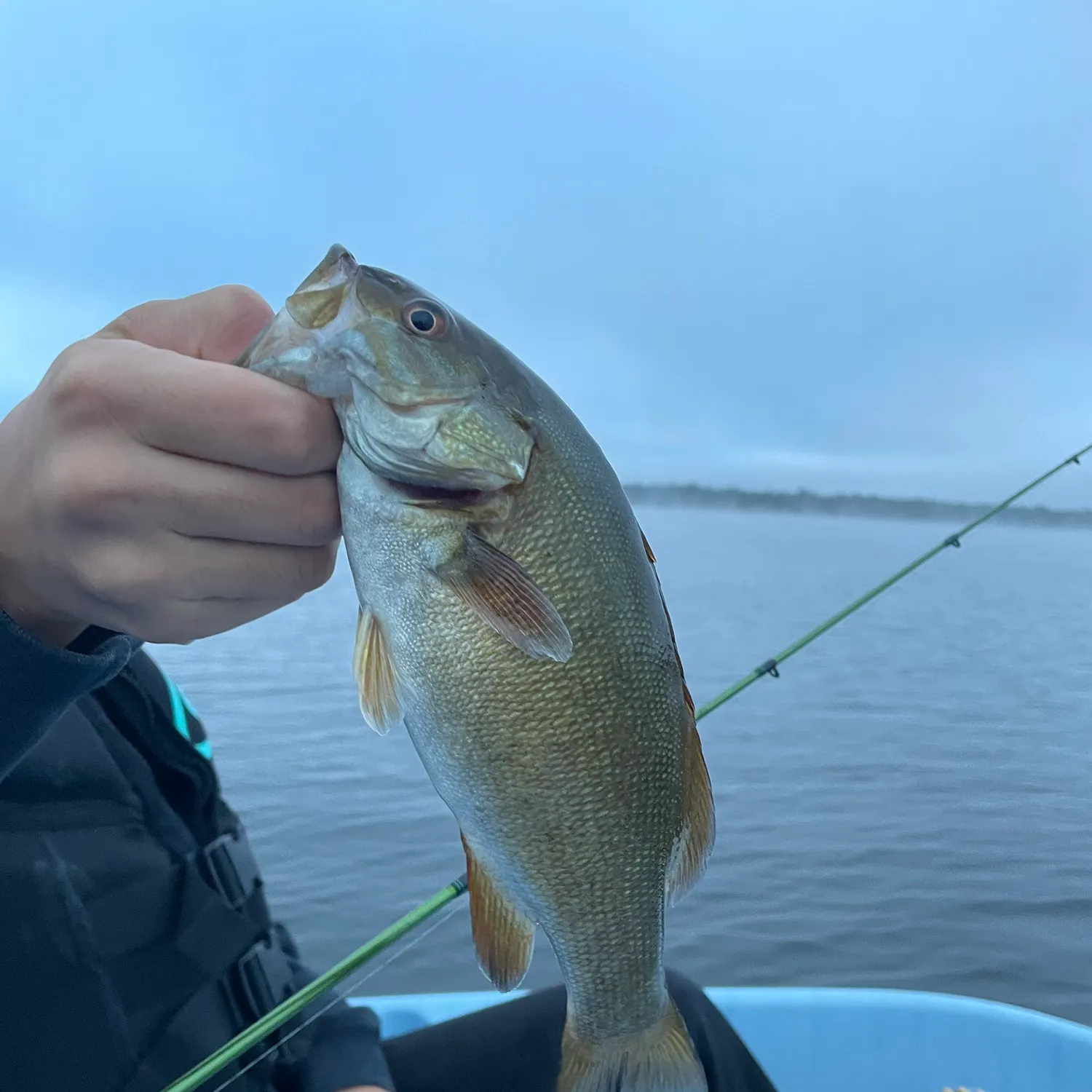 Smallmouth bass caught on Fishbrain