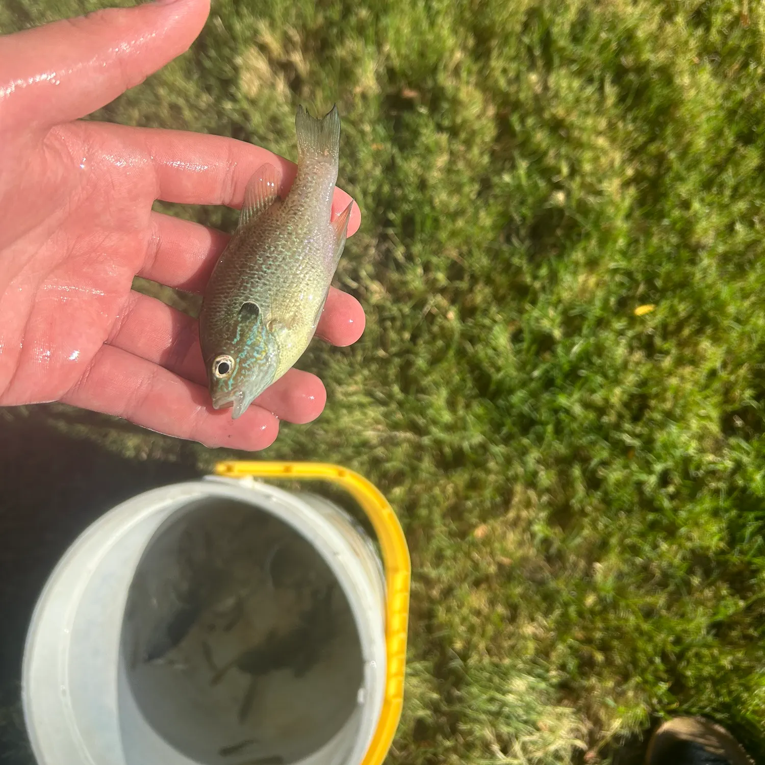 Longear sunfish caught on Fishbrain