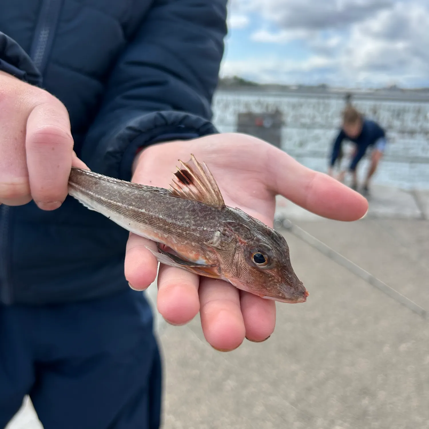 The most recent Red gurnard catches on Fishbrain