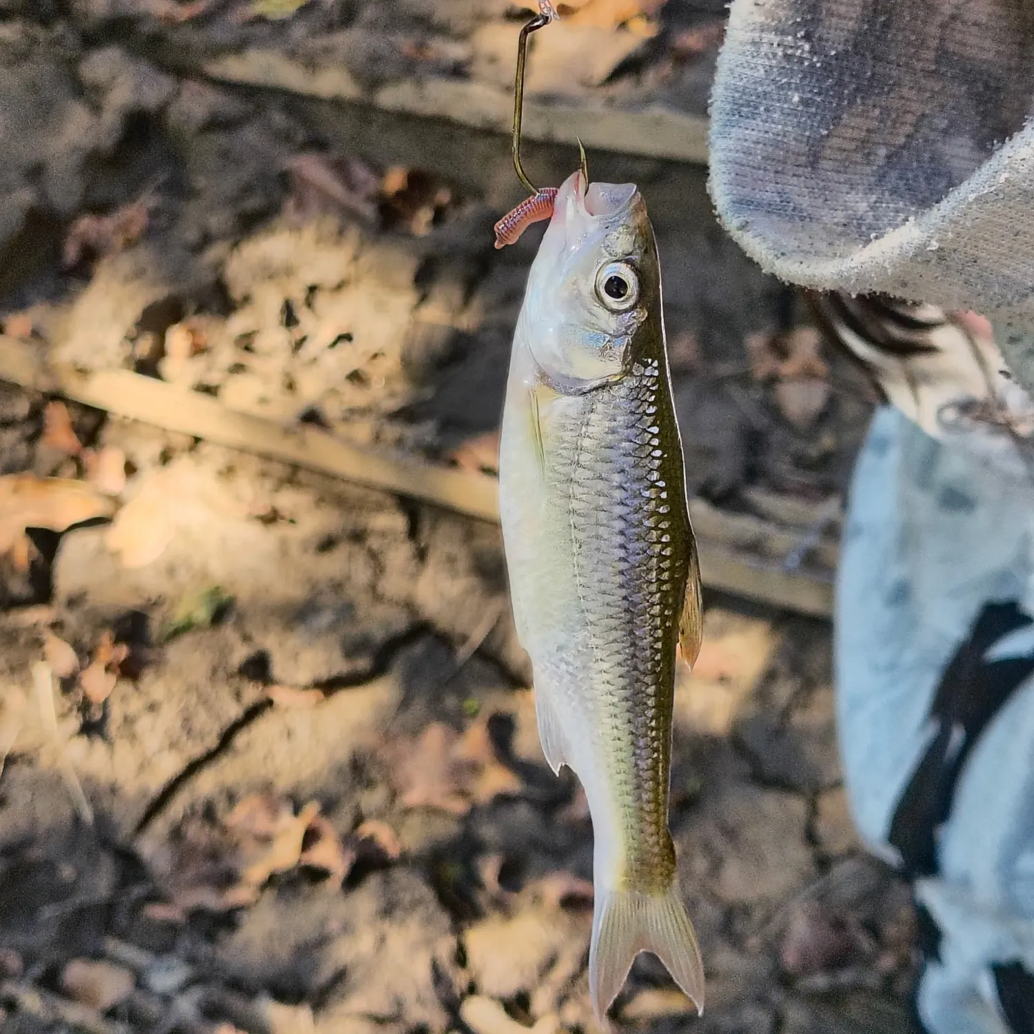 Striped shiner caught on Fishbrain