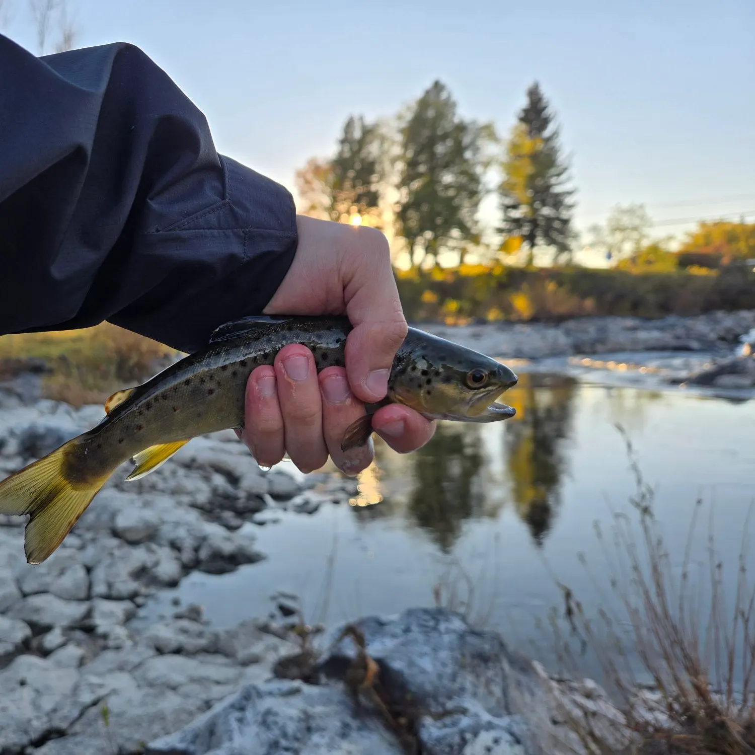 Brown trout caught on Fishbrain