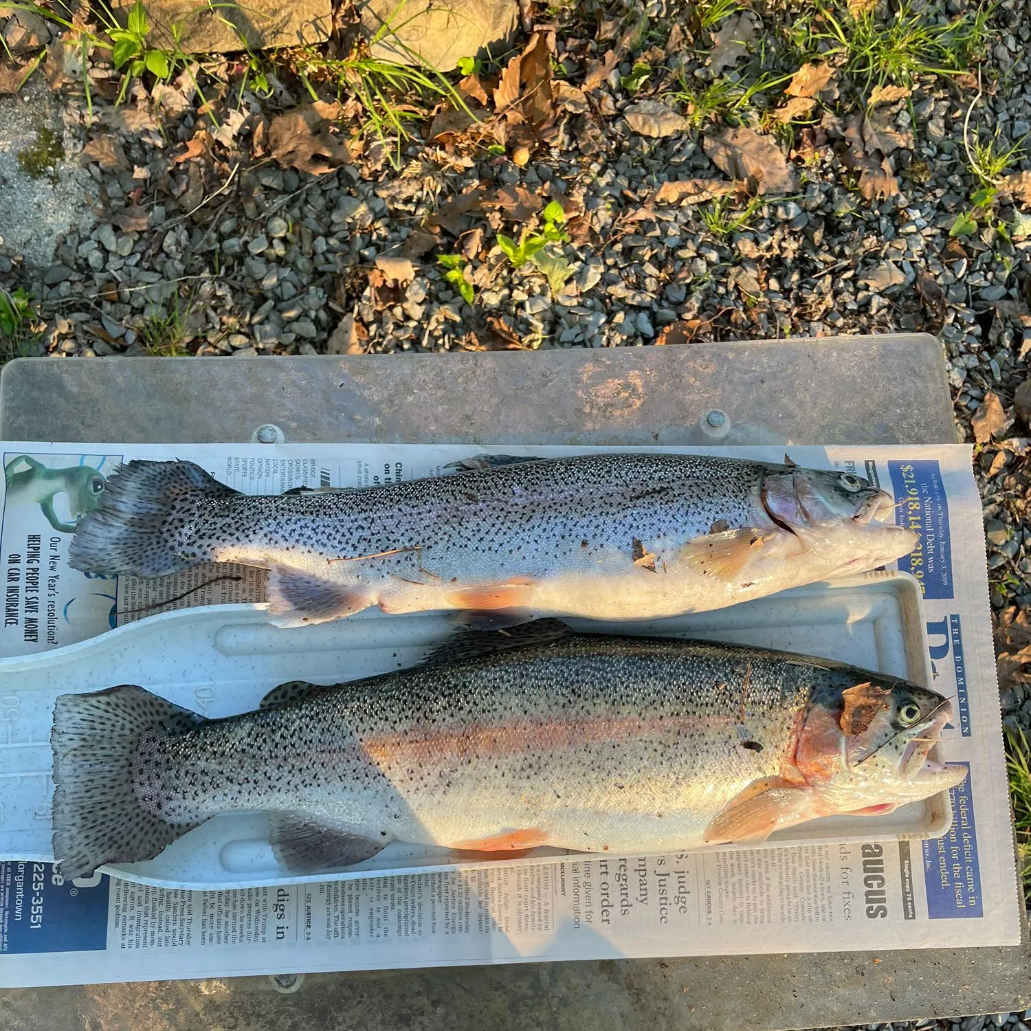 recently logged catches