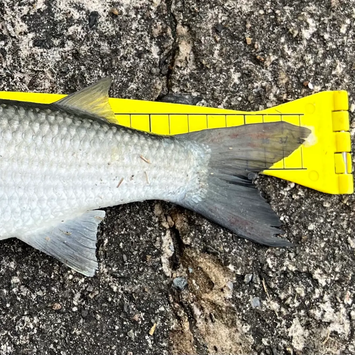 The most recent Striped mullet catches on Fishbrain