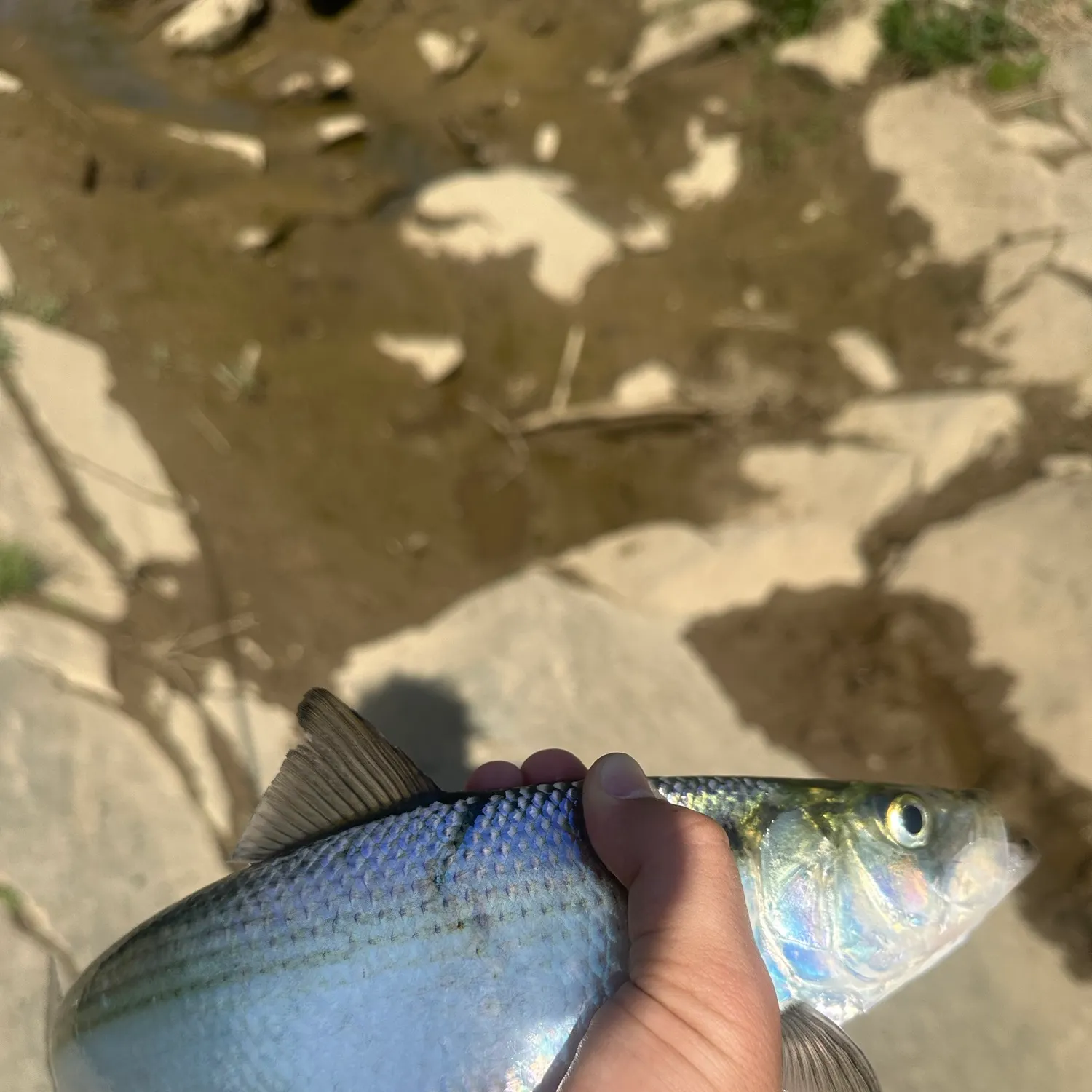 The most recent Hickory shad catches on Fishbrain