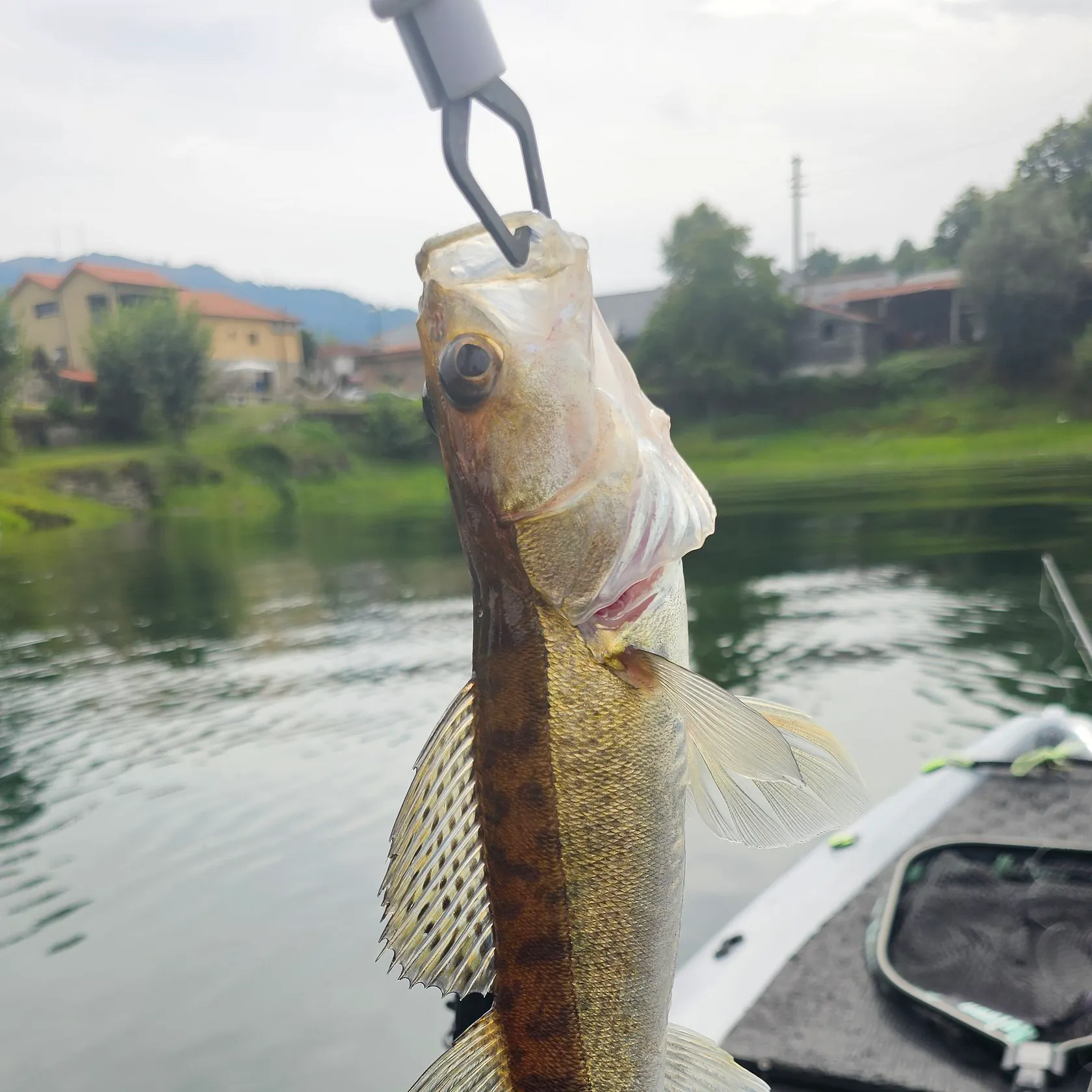 Zander caught on Fishbrain