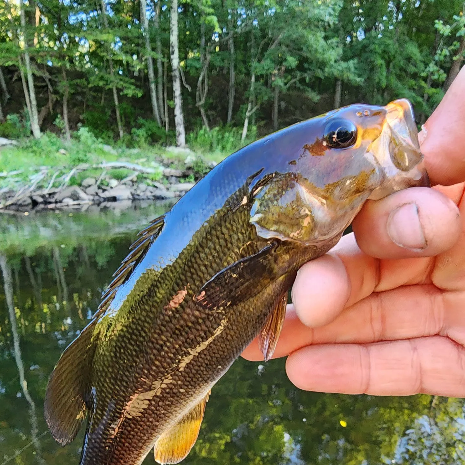 Smallmouth bass caught on Fishbrain