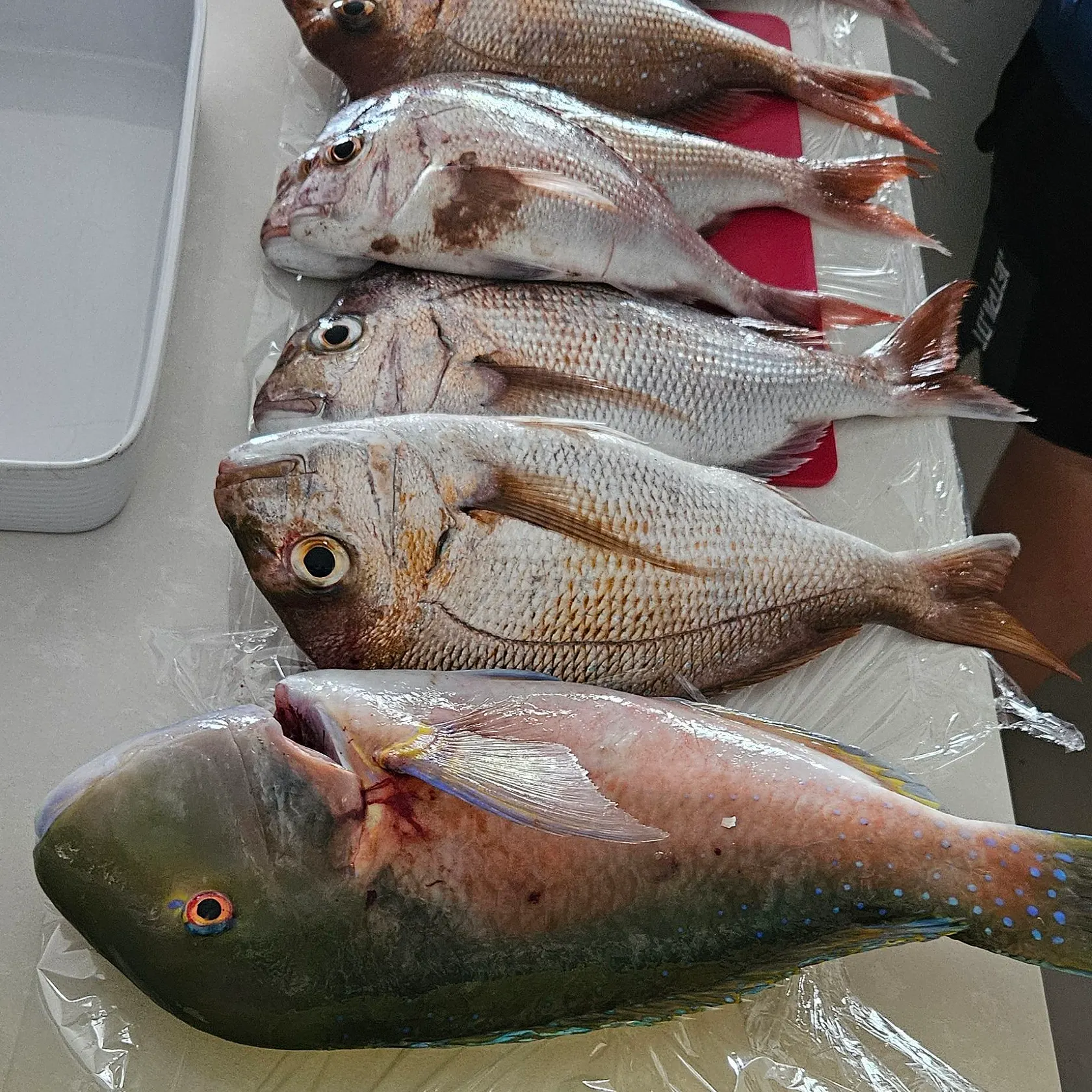 recently logged catches