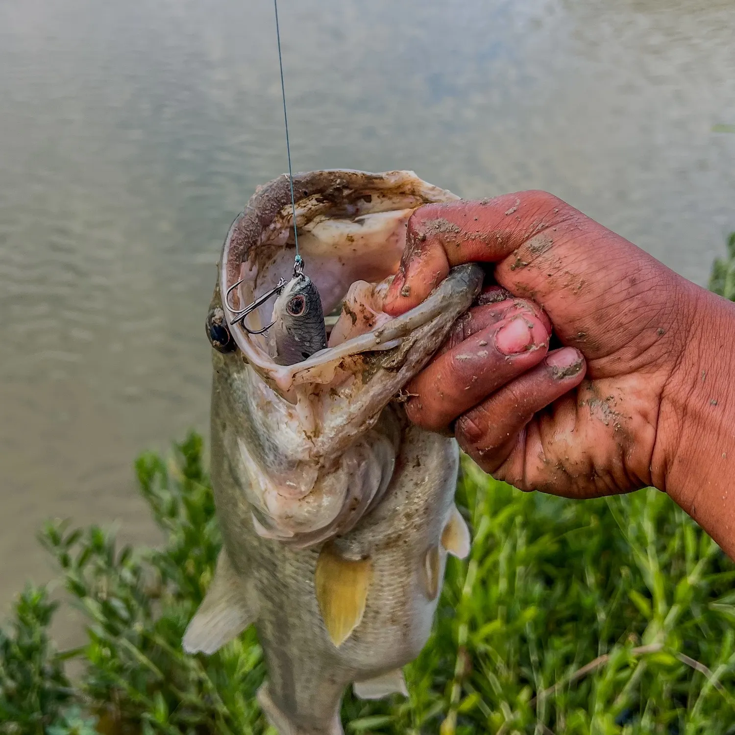 Largemouth bass caught on Fishbrain