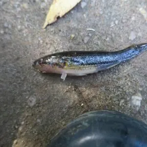 The most recent Cox's gudgeon catches on Fishbrain