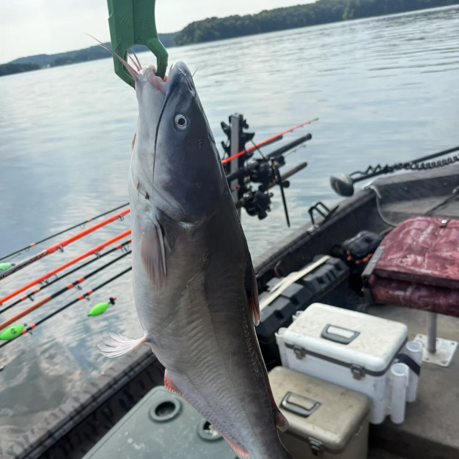 Blue catfish caught on Fishbrain